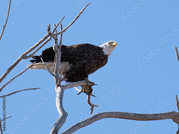 Obraz Bald eagle with fish and bald eagle on branch