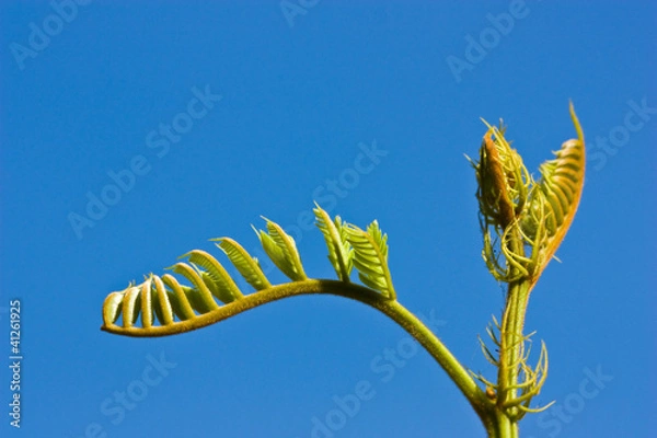 Obraz young foliage on trees top