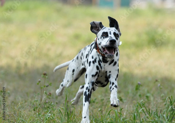 Obraz   DALMATIAN