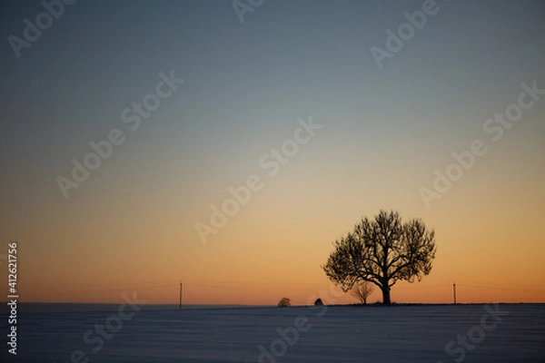 Fototapeta Tree on sunset