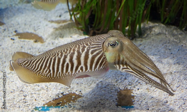 Obraz Cuttlefish