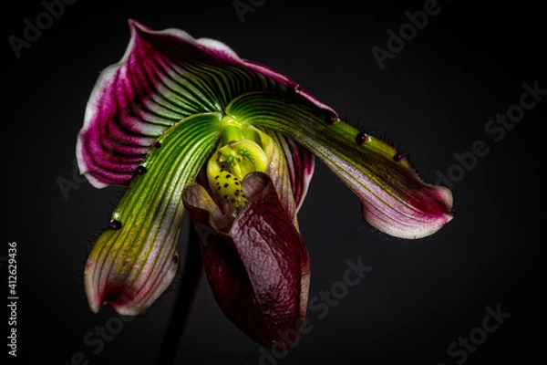 Obraz Orchids with black background