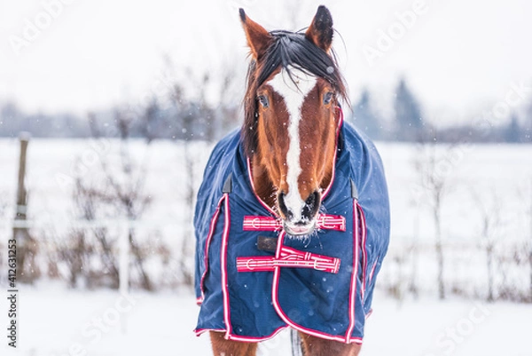 Obraz Horse wearing  a blue rug - a covering that protects the horse from the cold. The horse is looking straight into the lens. A cold, sunny day in winter.