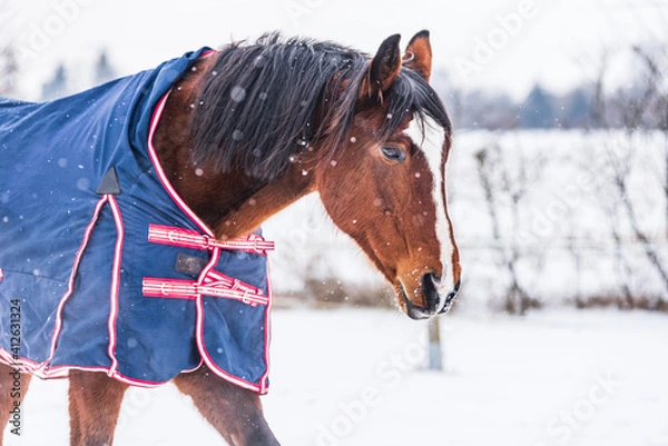 Obraz Horse wearing  a blue rug - a covering that protects the horse from the cold. The horse is looking straight into the lens. A cold, sunny day in winter.