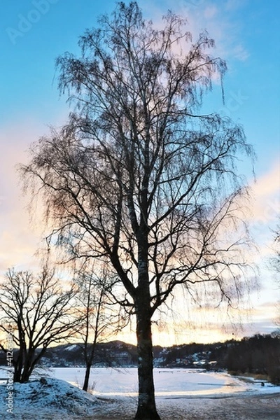 Obraz A tree lit at sunset
