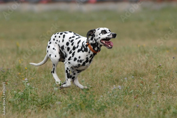 Obraz   DALMATIAN