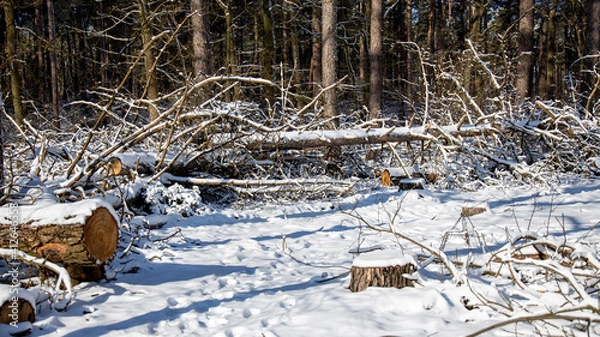 Fototapeta forest in winter