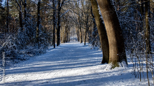Fototapeta forest in winter