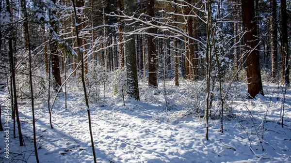 Fototapeta forest in winter