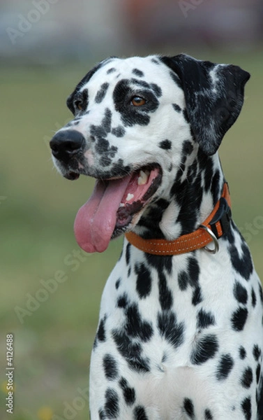 Obraz   DALMATIAN