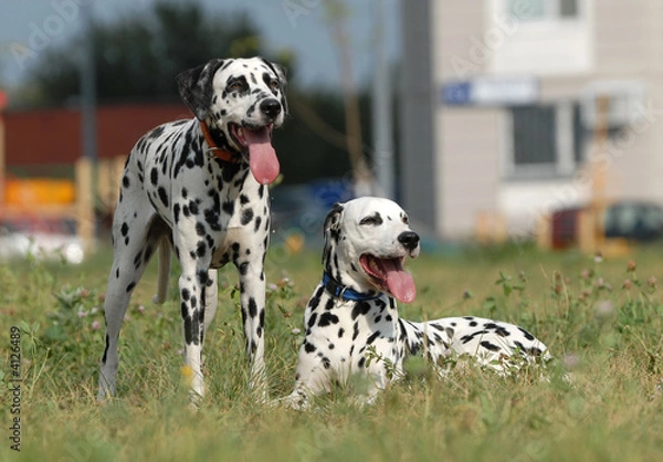 Obraz two   dalmatians