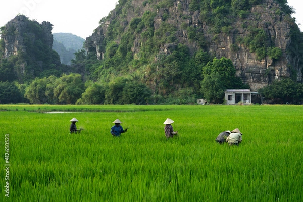Obraz Rice Harvesting