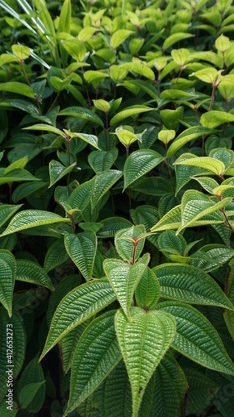 Fototapeta leaves on Mahe Island, Seychelles, October