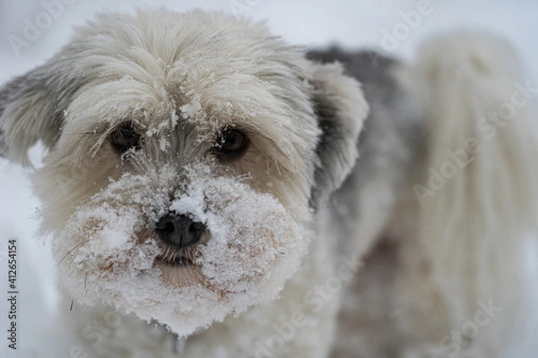 Obraz dog in snow