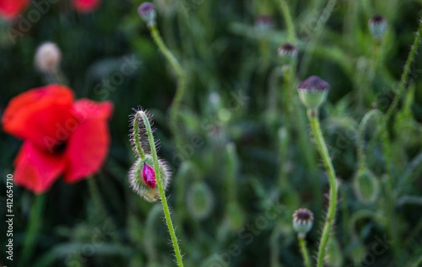 Fototapeta Mohnknospe
