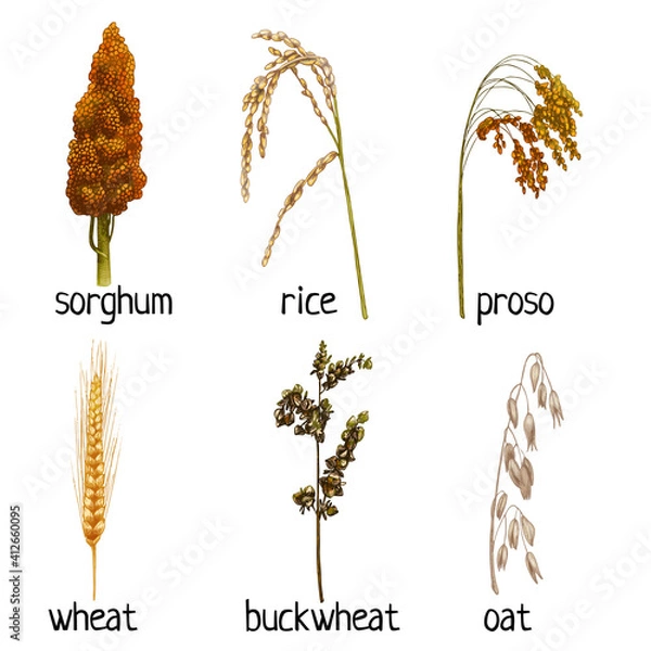 Obraz Set ears with grain and leaf. Vector color vintage hand drawn hatching illustration