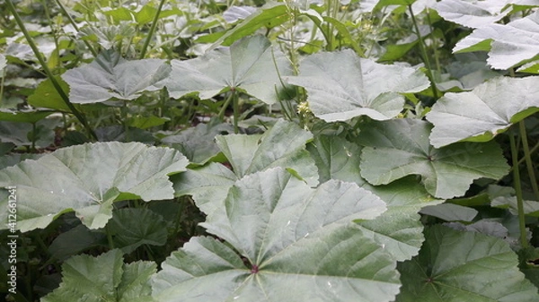 Obraz leaves in winter