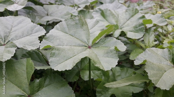 Obraz leaves on a snow