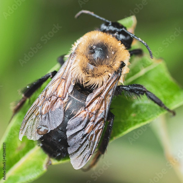 Obraz Wet bee on leaf
