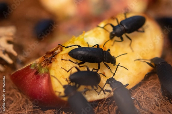 Obraz stag beetle on apple