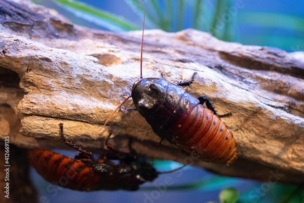 Obraz cockroach on the tree