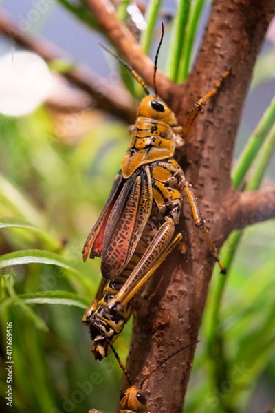 Obraz grasshopper on a stick