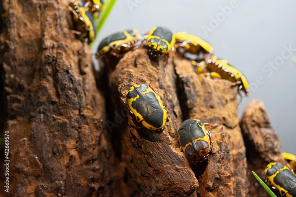 Obraz beatle on wood