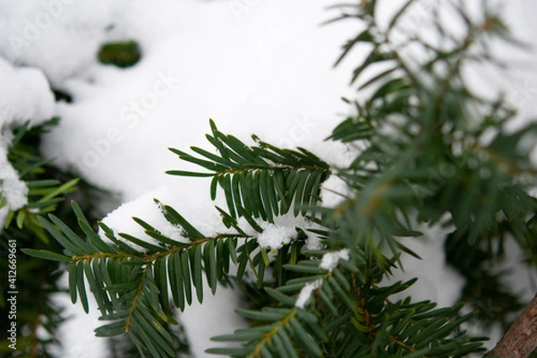 Obraz snow covered tree