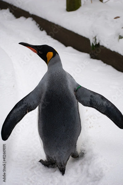 Obraz penguin on the snow