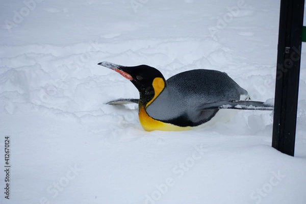Obraz Penguin laying in snow