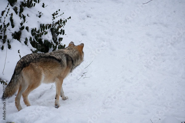 Obraz wandering wolf