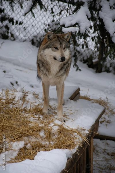 Obraz wolf in snow