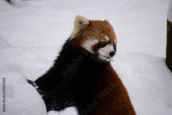 Obraz red panda bear
