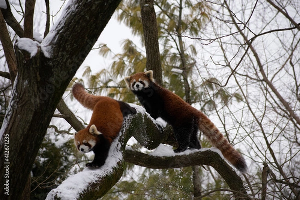 Obraz red panda in tree
