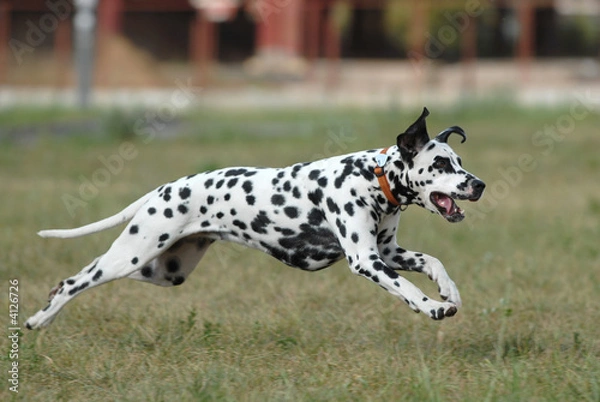 Obraz   DALMATIAN