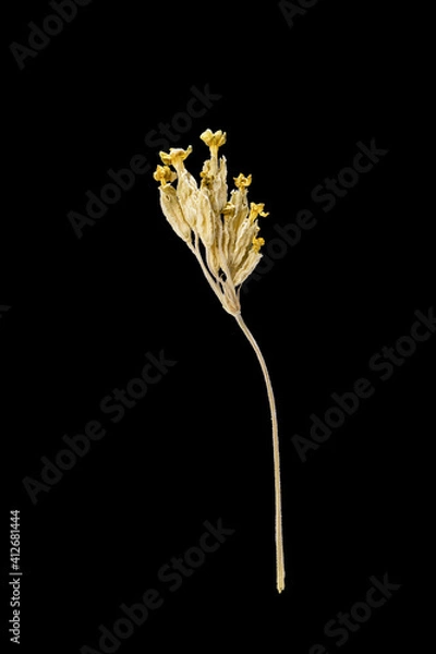Obraz Dried dead flower isolated on black background. Sample of a flower in oriental style with pastel colors.