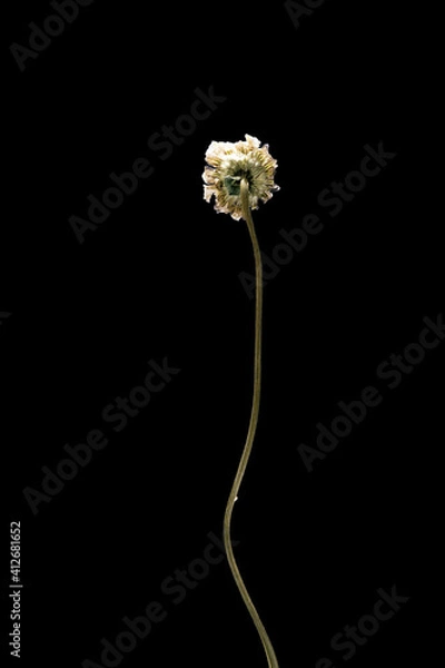 Obraz Dried dead chamomile flower isolated on black background. Sample of a flower in oriental style with pastel colors.