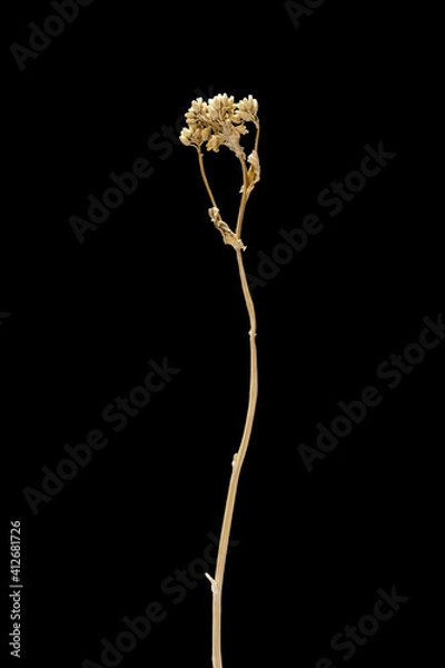 Obraz Dried dead flower isolated on black background. Sample of a flower in oriental style with pastel colors.