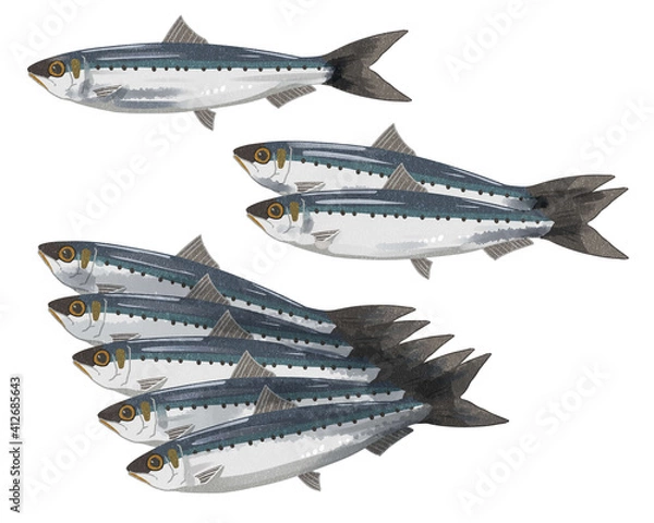Fototapeta イワシ　水彩風