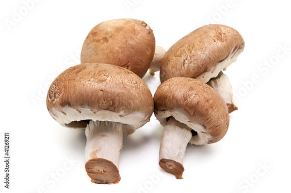 Fototapeta mushroom