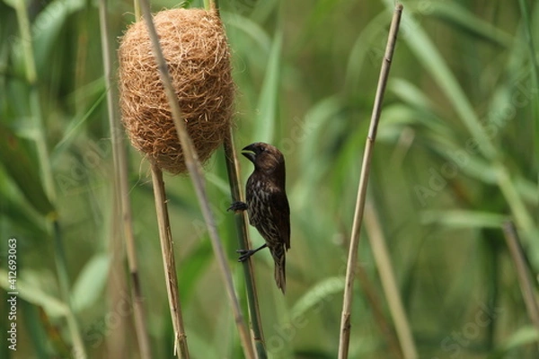Obraz Thick billed weaver perched on a reed.