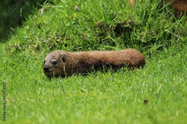 Obraz Rock hyrax lying on the grass.