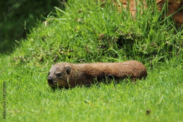 Obraz Rock hyrax lying on the grass.