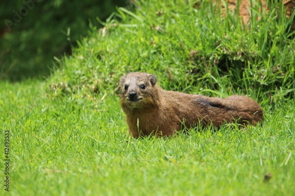 Obraz Rock hyrax lying on the grass.
