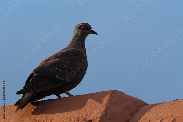 Obraz Speckled pigeon perched on a roof.