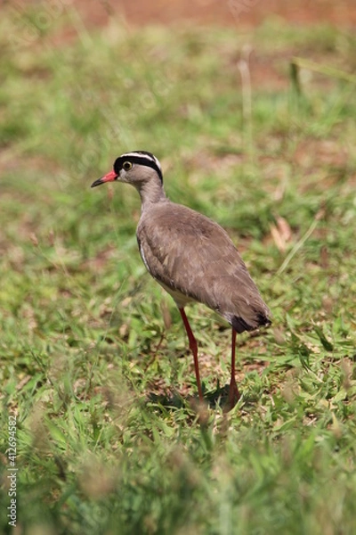 Obraz Crowned plover standing in the grass.