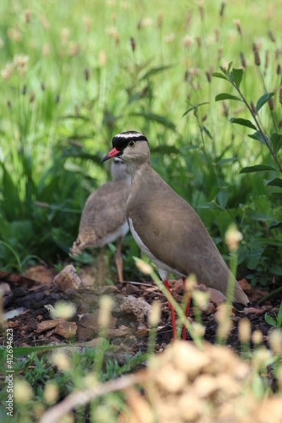 Obraz Crowned plover chick standing in the grass.
