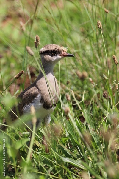 Obraz Crowned plover chick standing in the grass.