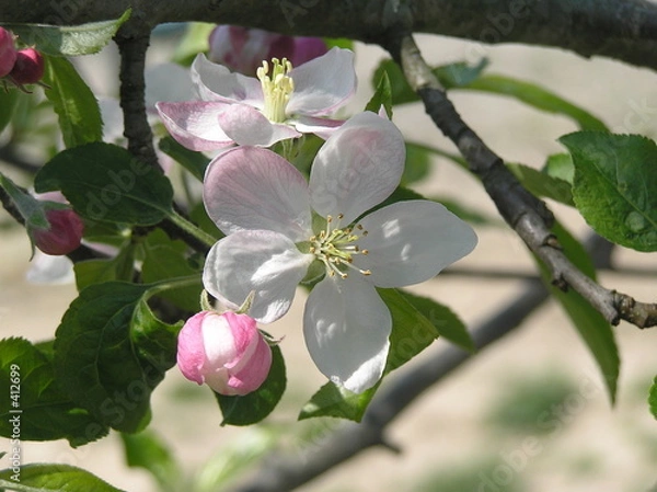 Obraz apple blossom-2