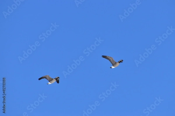 Obraz Canadian Geese